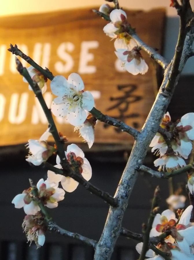 Guesthouse Yawara Okayama Ngoại thất bức ảnh